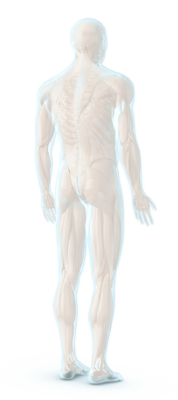 Transparent diagram of a human figure showing detailed musculature and skeletal system, used for medical and anatomical education.